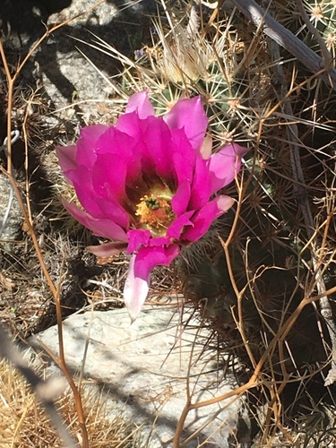 iNaturalist observation photo of Echinocereus engelmannii engelmannii