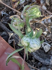 Stylocline micropoides