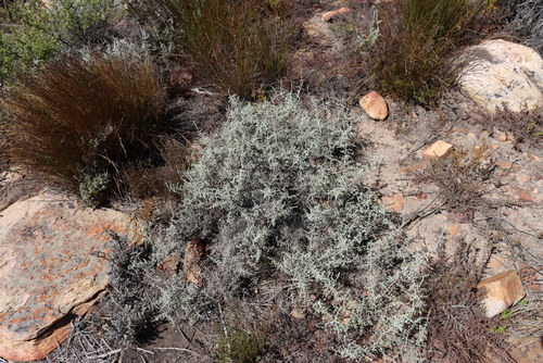 Bankrupt Bush (Seriphium plumosum)