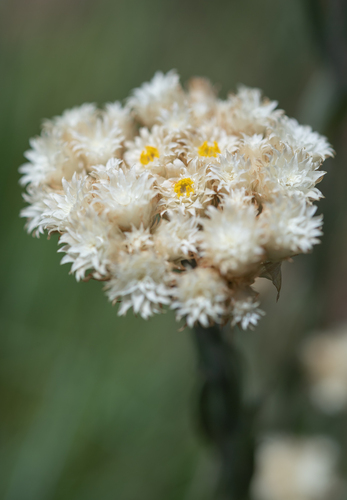 Sheep-ears Everlasting (Helichrysum appendiculatum)
