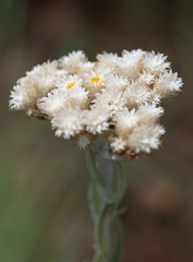 Helichrysum appendiculatum, photograph (c) Morten Ross, some rights reserved (CC BY)