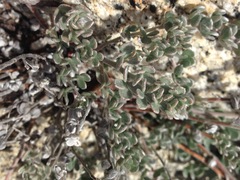 Acmispon argophyllus argophyllus