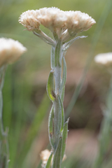 Helichrysum appendiculatum, photograph (c) Morten Ross, some rights reserved (CC BY)