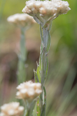Helichrysum appendiculatum, photograph (c) Morten Ross, some rights reserved (CC BY)