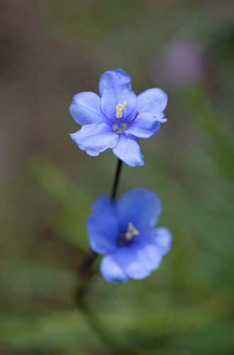 Aristea angolensis (Aristea angolensis)