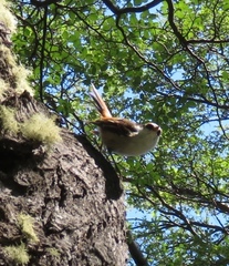 Pygarrhichas albogularis