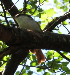 Pygarrhichas albogularis