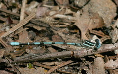 Argia bipunctulata
