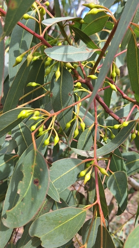Yellow gum (Eucalyptus leucoxylon)