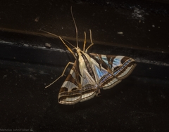 Agrioglypta excelsalis