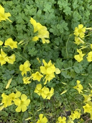 Oxalis pes-caprae