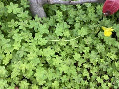 Oxalis pes-caprae
