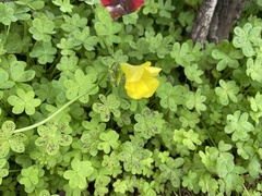 Oxalis pes-caprae