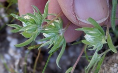 Stylocline micropoides