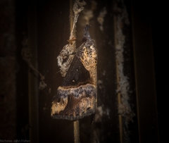 Dichromia quinqualis