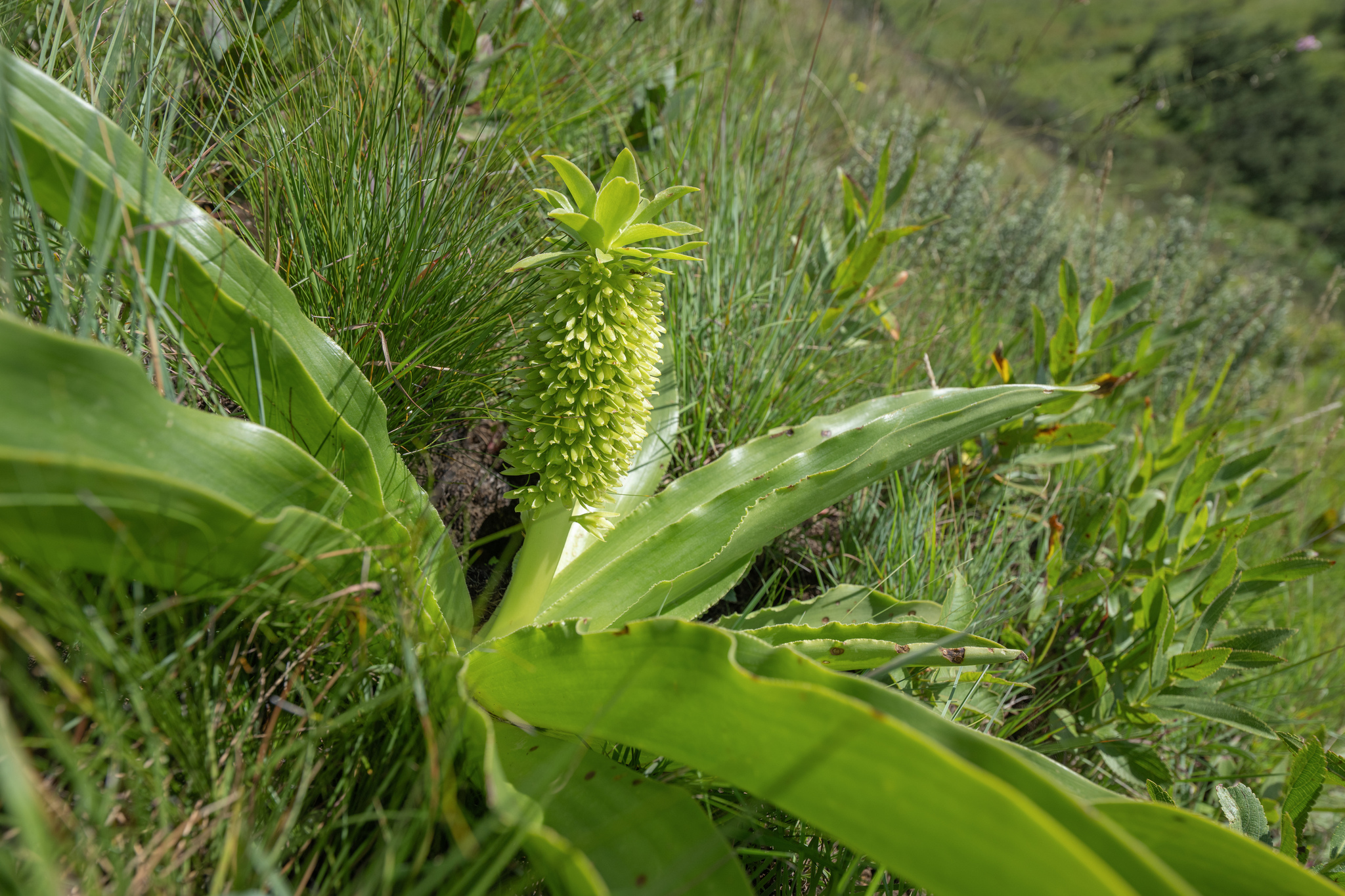 Autumn Pineapple Flower (Eucomis autumnalis)