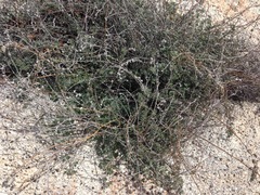 Acmispon argophyllus argophyllus