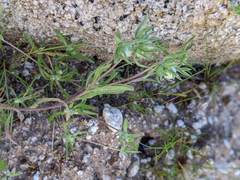 Stylocline micropoides