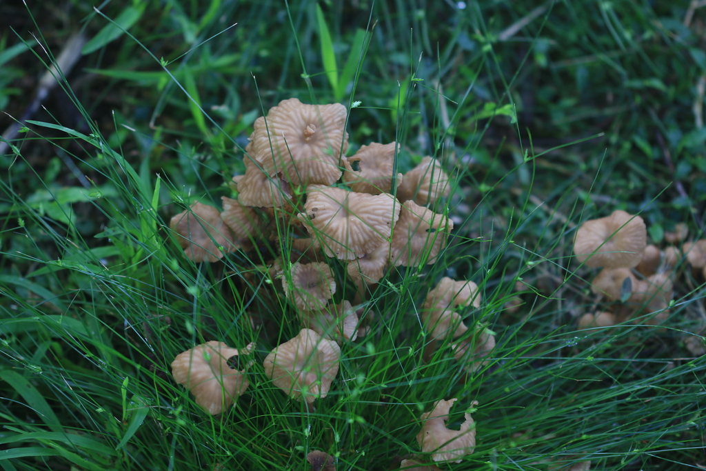 Collybia kurara · March 2026 · photo: © sofiazed1 (iNaturalist, cc-by)