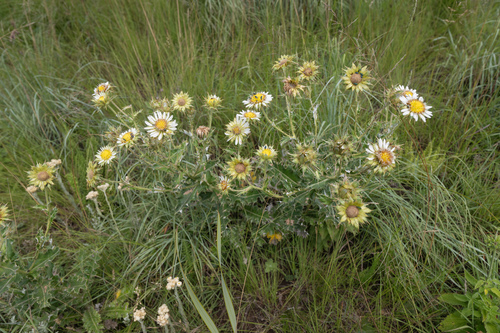 Lesotho Thistle (Berkheya cirsiifolia)