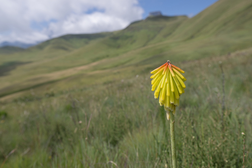 Kniphofia porphyrantha
