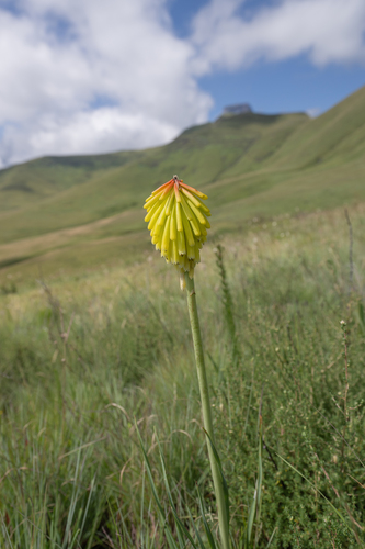 Kniphofia porphyrantha, photograph 3