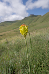 (c) Morten Ross, some rights reserved (CC BY) Kniphofia porphyrantha, photograph (c) Morten Ross, some rights reserved (CC BY)