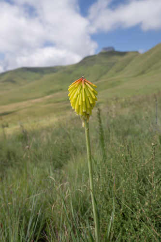 Kniphofia porphyrantha, photograph 4