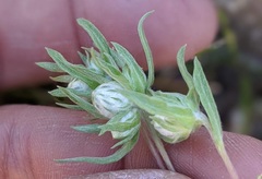 Stylocline micropoides