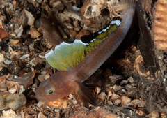 Diminutive Goby photo 2