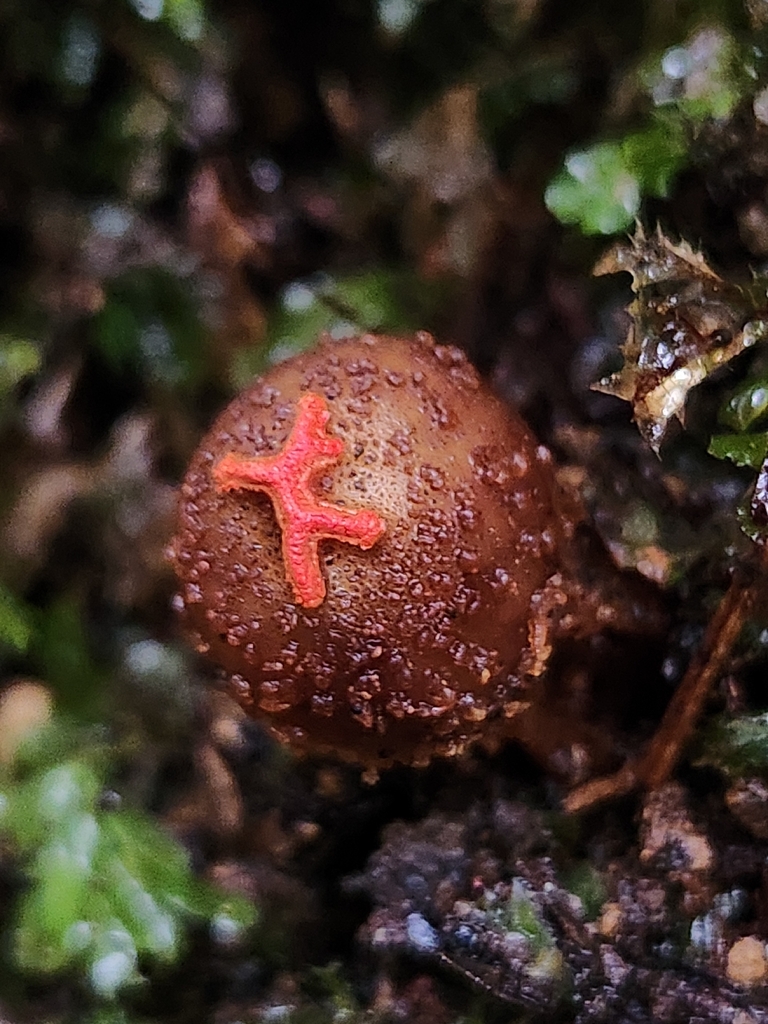 Calostoma rodwayi · March 2026 · photo: © chel123 (iNaturalist, cc0)