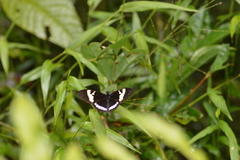 Heliconius cydno lisethae