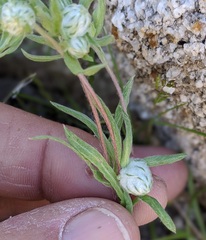 Stylocline micropoides
