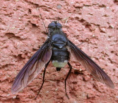 Anthrax aterrimus