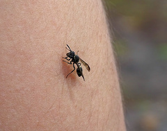 Polybia plebeja
