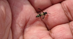 Polybia plebeja