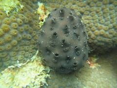 Eudistoma obscuratum