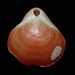 New Zealand Lampshell - Photo (c) Saryu Mae, some rights reserved (CC BY), uploaded by Saryu Mae
