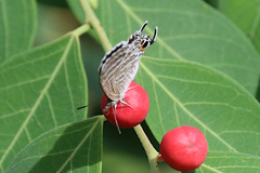 Theclinesthes miskini