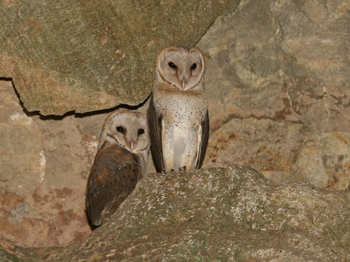 Eastern Barn Owl