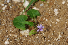 Viola philippica pseudojaponica