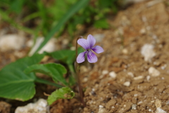Viola philippica pseudojaponica