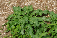 Rumex japonicus