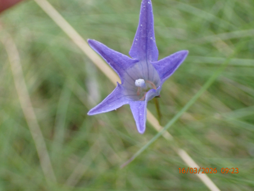 Wahlenbergia ceracea observed 2026-03-16