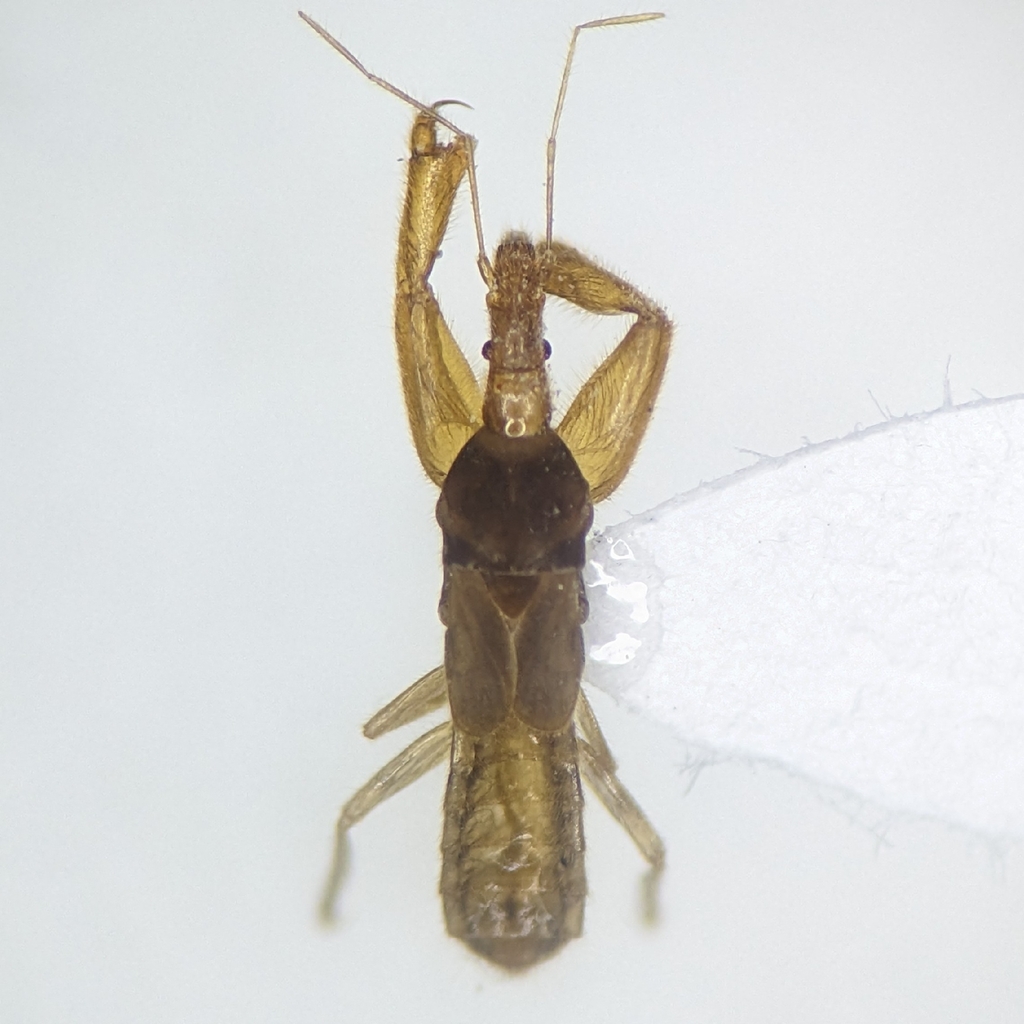 Boreostolus