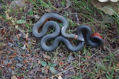 Diadophis punctatus amabilis