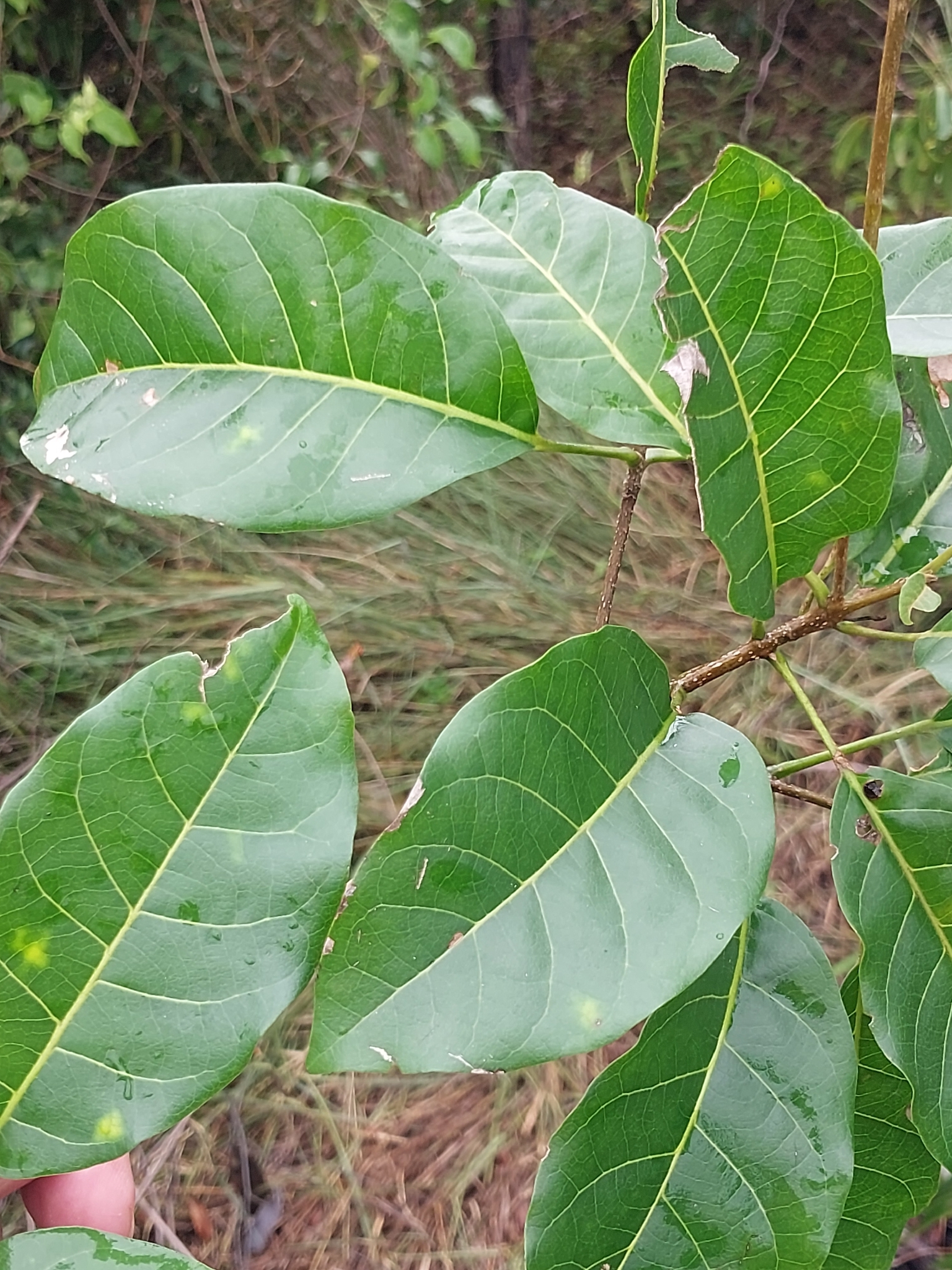 Karomia macrocalyx