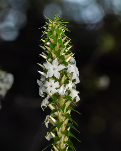 Snow Wreath (Woollsia pungens)