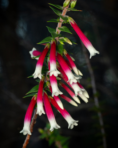 Fuchsia Heath (Epacris longiflora)