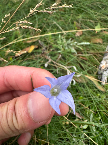 Wahlenbergia ceracea observed 2026-03-16